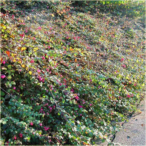 Śnieguliczka Chenaulta Symphoricarpos chenaultii