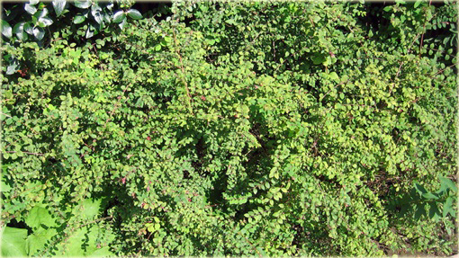 Śnieguliczka Chenaulta Symphoricarpos chenaultii