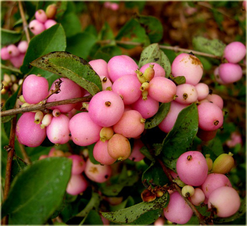 Śnieguliczka Doorenbosa Amethyst Symphoricarpos doorenbosii