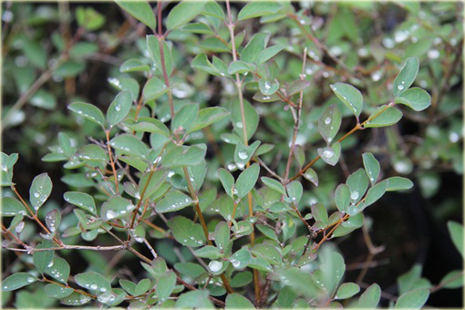 Śnieguliczka Doorenbosa Amethyst Symphoricarpos doorenbosii