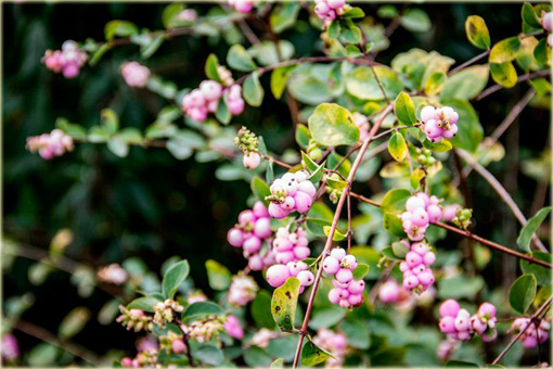 Śnieguliczka Doorenbosa Amethyst Symphoricarpos doorenbosii