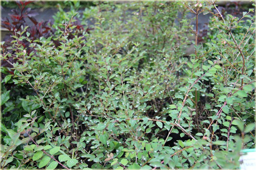 Śnieguliczka Doorenbosa Amethyst Symphoricarpos doorenbosii