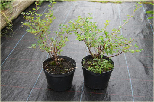 Śnieguliczka Doorenbosa Amethyst Symphoricarpos doorenbosii