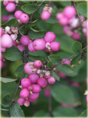 Śnieguliczka Doorenbosa Amethyst Symphoricarpos doorenbosii
