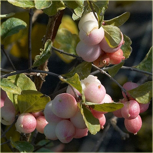 Śnieguliczka Doorenbosa Taiga Symphoricarpos doorenbosii