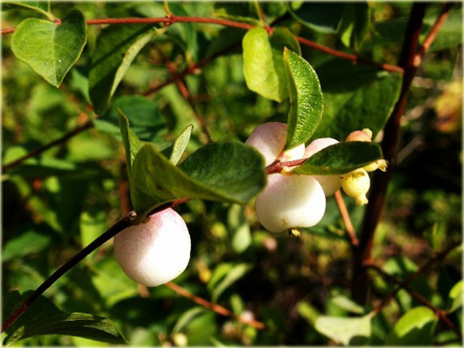 Śnieguliczka Doorenbosa Taiga Symphoricarpos doorenbosii