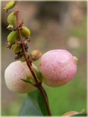 Śnieguliczka Doorenbosa Taiga Symphoricarpos doorenbosii