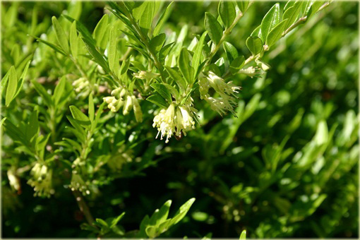 Suchodrzew chiński Lonicera pileata