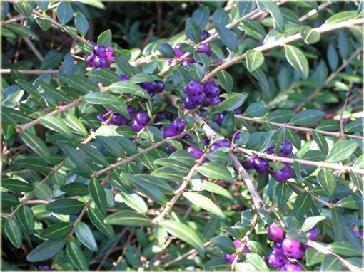 Suchodrzew chiński Lonicera pileata