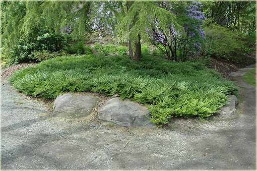 Suchodrzew chiński Lonicera pileata