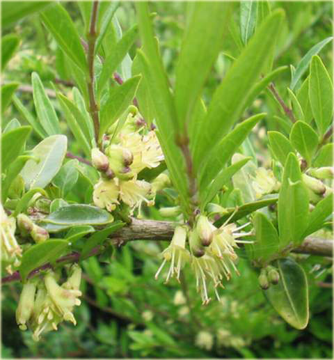 Suchodrzew lśniący Elegant Lonicera nitida Elegant