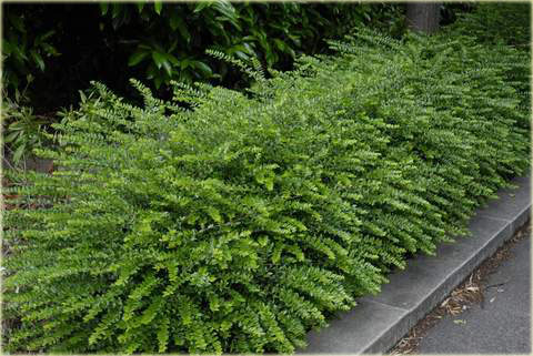 Suchodrzew lśniący Elegant Lonicera nitida Elegant