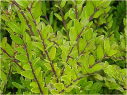 Suchodrzew lśniący Elegant Lonicera nitida Elegant