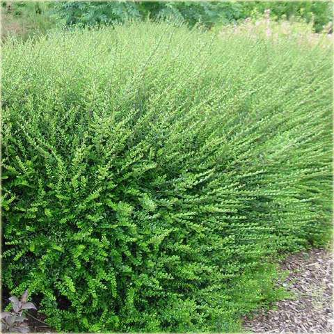 Suchodrzew lśniący Elegant Lonicera nitida Elegant