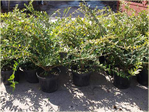 Suchodrzew lśniący Elegant Lonicera nitida Elegant