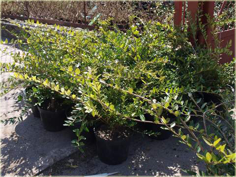 Suchodrzew lśniący Elegant Lonicera nitida Elegant