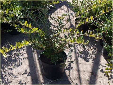 Suchodrzew lśniący Elegant Lonicera nitida Elegant