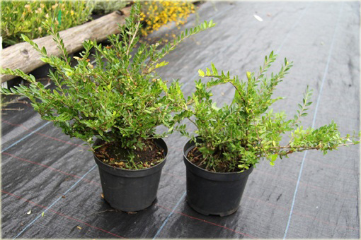 Suchodrzew lśniący Elegant Lonicera nitida Elegant