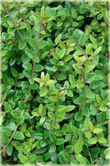 Suchodrzew lśniący Elegant Lonicera nitida Elegant