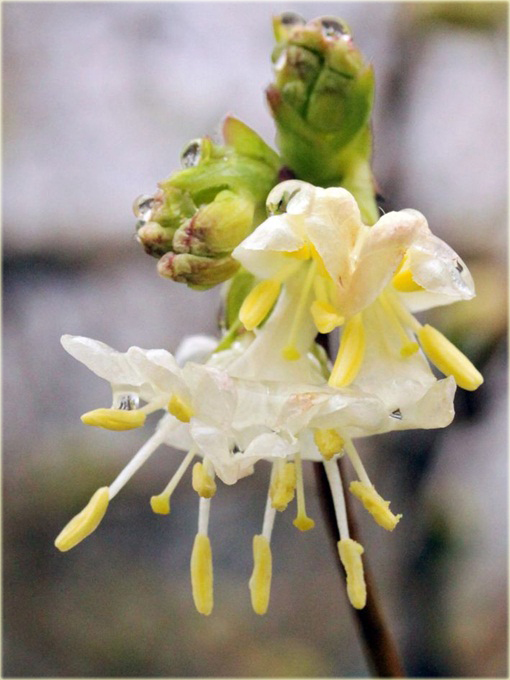 Suchodrzew lśniący purpusa Suchodrzew Purpusa