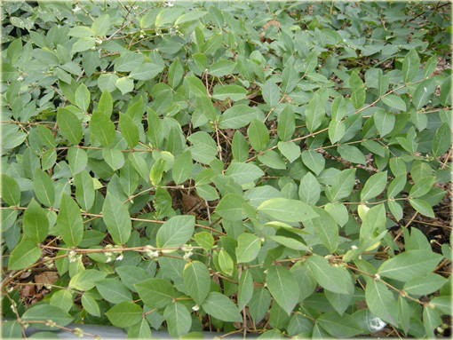 Suchodrzew lśniący purpusa Suchodrzew Purpusa