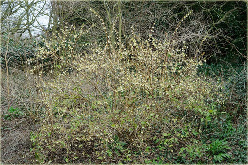 Suchodrzew lśniący purpusa Suchodrzew Purpusa