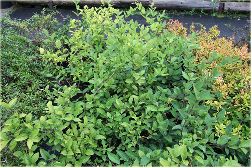 Suchodrzew lśniący purpusa Suchodrzew Purpusa