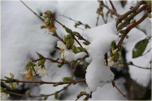 Suchodrzew lśniący purpusa Suchodrzew Purpusa