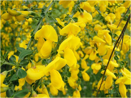 Szczodrzeniec płożący Cytisus decumbens