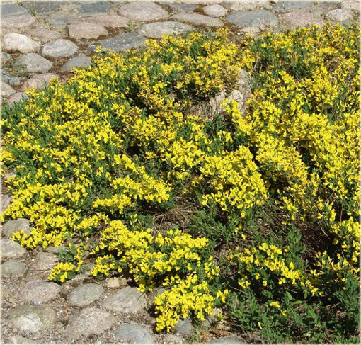 Szczodrzeniec płożący Cytisus decumbens