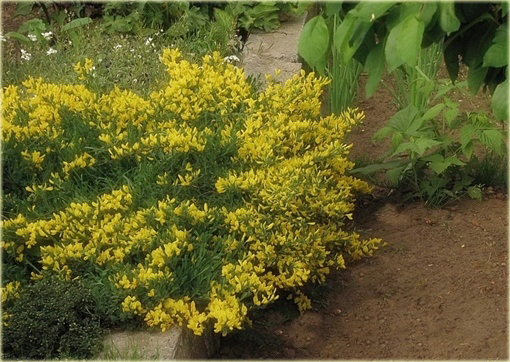 Szczodrzeniec płożący Cytisus decumbens