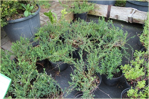 Szczodrzeniec płożący Cytisus decumbens