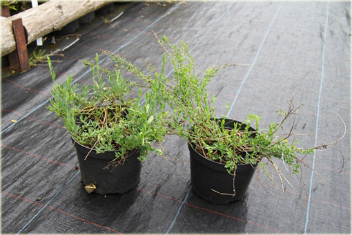 Szczodrzeniec płożący Cytisus decumbens