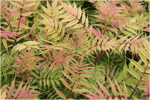 Tawlina jarzębolistna Sem Sorbaria sorbifolia Sem