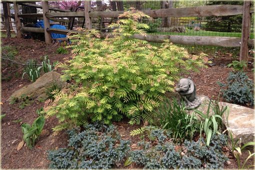 Tawlina jarzębolistna Sem Sorbaria sorbifolia Sem