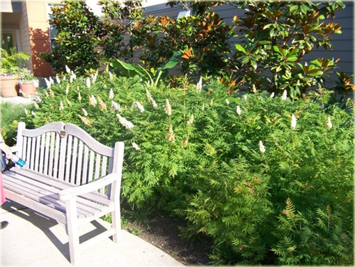 Tawlina jarzębolistna Sem Sorbaria sorbifolia Sem