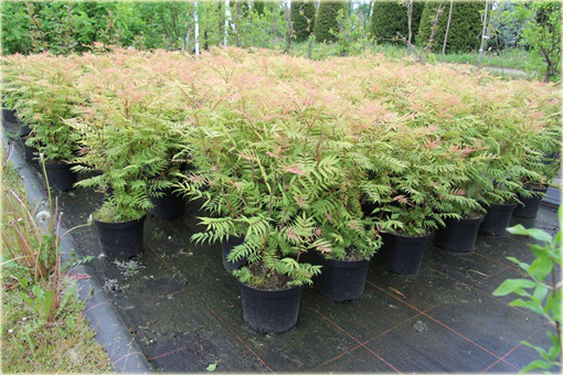 Tawlina jarzębolistna Sem Sorbaria sorbifolia Sem