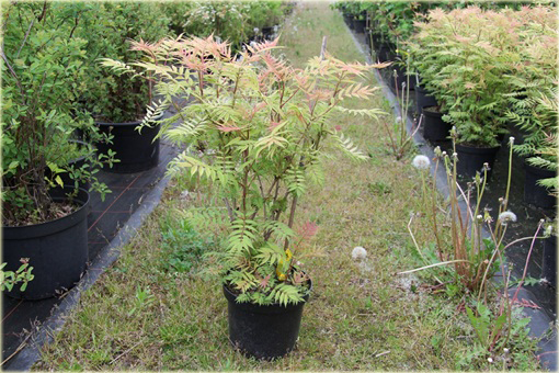 Tawlina jarzębolistna Sem Sorbaria sorbifolia Sem