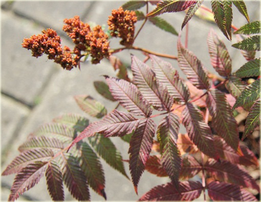 Tawlina jarzębolistna Sem Sorbaria sorbifolia Sem