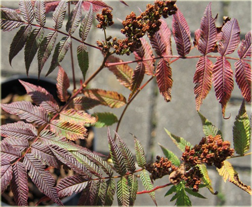 Tawlina jarzębolistna Sem Sorbaria sorbifolia Sem