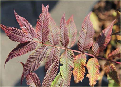 Tawlina jarzębolistna Sem Sorbaria sorbifolia Sem