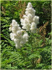 Tawlina jarzębolistna Sem Sorbaria sorbifolia Sem