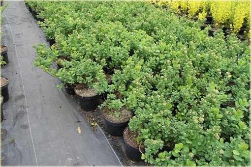 Tawuła brzozolistna Tor Spiraea betulifolia Tor