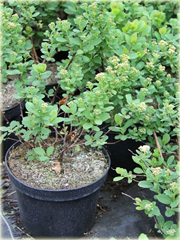 Tawuła brzozolistna Tor Spiraea betulifolia Tor