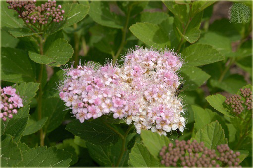Tawuła gęstokwiatowa Spiraea densiflora