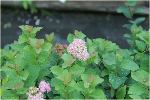 Tawuła gęstokwiatowa Spiraea densiflora