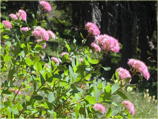 Tawuła gęstokwiatowa Spiraea densiflora