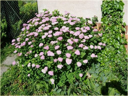Tawuła gęstokwiatowa Spiraea densiflora