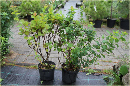 Tawuła gęstokwiatowa Spiraea densiflora