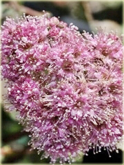 Tawuła gęstokwiatowa Spiraea densiflora